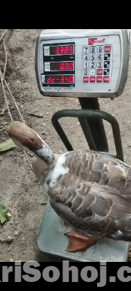 রাজাহাস বিক্রি করা হবে